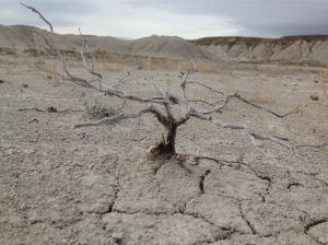 The dry cracked earth just west of Toadstool.